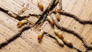 Jasa Anti Rayap Semarang